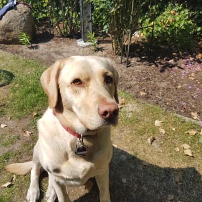 Unser Hund Lilli